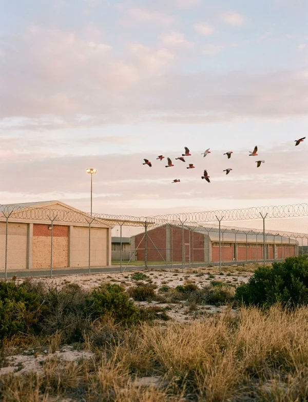 Illustration of a razor-wire prison fence in coastal scrub at dawn with a flock of pink galahs overhead. Not an actual scene from the case.